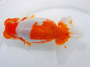 岡山錦鱗会 東脇行司 中島健一郎 浅口 岡山錦鱗会 東脇行司 中島健一郎 浅口