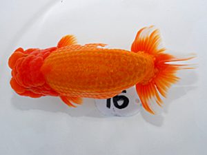 岡山錦鱗会 西脇行司 津田建太郎 岡山 岡山錦鱗会 西脇行司 津田建太郎 岡山