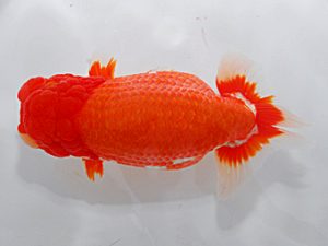 岡山錦鱗会 立行司 直野高幸 新居浜 岡山錦鱗会 立行司 直野高幸 新居浜