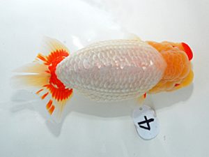 岡山錦鱗会 東取締 中島健一郎 浅口 岡山錦鱗会 東取締 中島健一郎 浅口