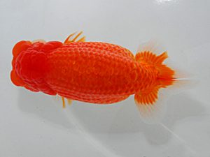 岡山錦鱗会 西取締 中宇禰正義 愛媛 岡山錦鱗会 西取締 中宇禰正義 愛媛