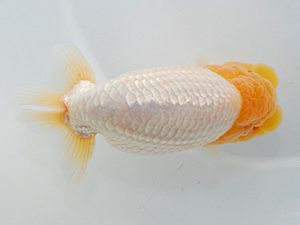 岡山錦鱗会 東関脇 胡本佳孝 玉野 岡山錦鱗会 東関脇 胡本佳孝 玉野