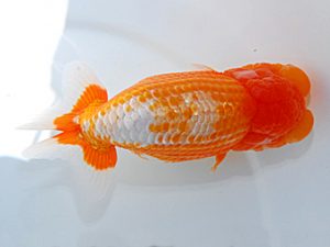 岡山錦鱗会 西関脇 胡本佳孝 玉野 岡山錦鱗会 西関脇 胡本佳孝 玉野