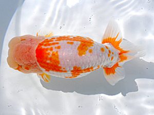 岡山錦鱗会 東小結 胡本佳孝 玉野 岡山錦鱗会 東小結 胡本佳孝 玉野