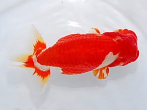 岡山錦鱗会 西小結 城平秀樹 尾道 岡山錦鱗会 西小結 城平秀樹 尾道