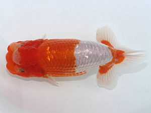 岡崎愛錦会　東大関　岩瀬孝正　安城