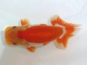 岡崎愛錦会　西大関　杉浦博治　安城