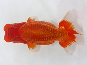 岡崎愛錦会　東取締　宇野正志　長久手