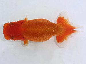 岡崎愛錦会　西取締　米岡泰治　名古屋