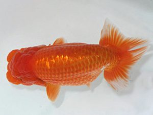 岡崎愛錦会　立行司　福井利夫　豊橋