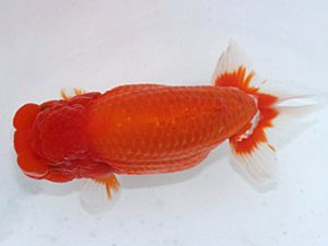 岡崎愛錦会　東取締　荒井実明　西尾