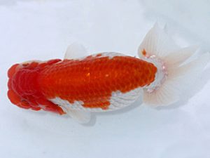 岡崎愛錦会　西取締　福井利夫　豊橋