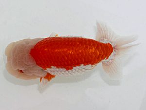 岡崎愛錦会　東大関　福井利夫　豊橋