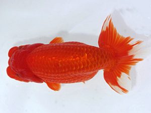 岡崎愛錦会　西大関　目時勝太郎　西尾