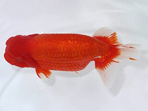 岡崎愛錦会　立行司　荒井実明　西尾