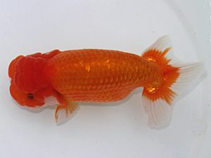 岡崎愛錦会　西取締　山下　稔　半田