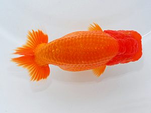 尾張優魚会&中部本部大会 東大関 伊藤孝広 犬山 尾張優魚会&中部本部大会 東大関 伊藤孝広 犬山