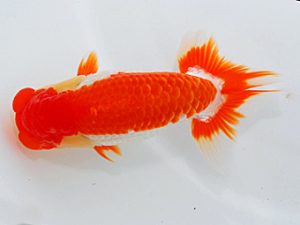 岡山錦鱗会 行司二 伊藤信男 津 岡山錦鱗会 行司二 伊藤信男 津