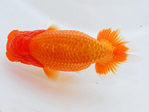 岡山錦鱗会 行司三 日高 修 静岡 岡山錦鱗会 行司三 日高 修 静岡