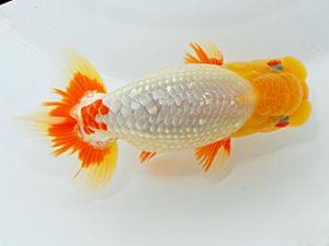 岡山錦鱗会 脇行司一 山口広隆 津 岡山錦鱗会 脇行司一 山口広隆 津