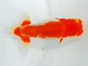 岡山錦鱗会 脇行司二 小山徹志 山梨 岡山錦鱗会 脇行司二 小山徹志 山梨