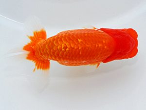 尾張優魚会&中部本部大会 安藤 寛 静岡 尾張優魚会&中部本部大会 西大関 安藤 寛 静岡