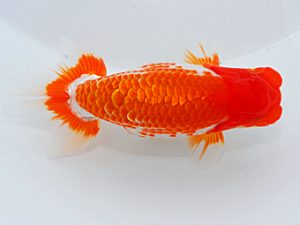 尾張優魚会&中部本部大会 取締一 安藤 寛 静岡 尾張優魚会&中部本部大会 取締一 安藤 寛 静岡