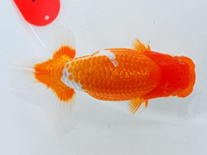 尾張優魚会&中部本部大会 取締二 植田春寿 稲沢
尾張優魚会&中部本部大会 取締二 植田春寿 稲沢