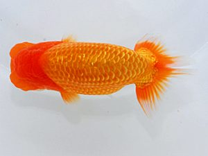 尾張優魚会&中部本部大会 東関脇 小林 満 鈴鹿 尾張優魚会&中部本部大会 東関脇 小林 満 鈴鹿