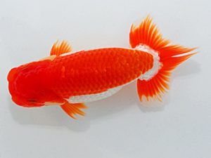 尾張優魚会&中部本部大会 西関脇 井上 達 半田 尾張優魚会&中部本部大会 西関脇 井上 達 半田