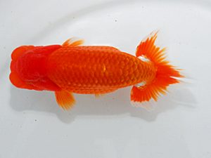 尾張優魚会&中部本部大会 西小結 寺越良市 小松 尾張優魚会&中部本部大会 西小結 寺越良市 小松