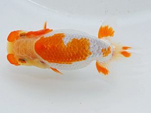 尾張優魚会&中部本部大会 東大関 平野良則 山梨 尾張優魚会&中部本部大会 東大関 平野良則 山梨