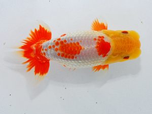 尾張優魚会&中部本部大会 勧進元一 山田重夫 津島 尾張優魚会&中部本部大会 勧進元一 山田重夫 津島