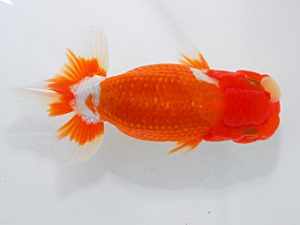 尾張優魚会&中部本部大会 勧進元二 山口広隆 津 尾張優魚会&中部本部大会 勧進元二 山口広隆 津