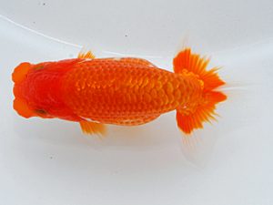 尾張優魚会&中部本部大会 行司一 稲葉信泰 美浜 尾張優魚会&中部本部大会 行司一 稲葉信泰 美浜