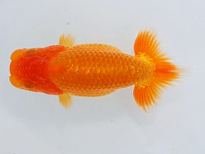 尾張優魚会&中部本部大会 行司二 鎌田芳男 稲沢 尾張優魚会&中部本部大会 行司二 鎌田芳男 稲沢