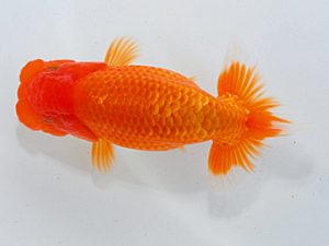 尾張優魚会&中部本部大会 行司三 稲葉信泰 美浜 尾張優魚会&中部本部大会 行司三 稲葉信泰 美浜