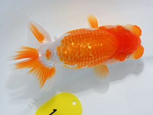 尾張優魚会&中部本部大会 脇行司二 石井 茂 一宮 尾張優魚会&中部本部大会 脇行司二 石井 茂 一宮