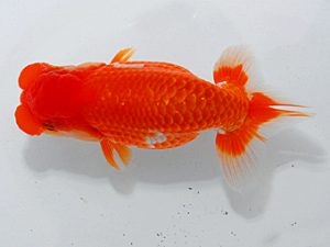 尾張優魚会&中部本部大会 小山徹志 山梨 尾張優魚会&中部本部大会 西大関 小山徹志 山梨