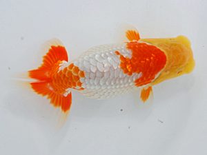 尾張優魚会&中部本部大会 立行司 鈴木和也 沼津 尾張優魚会&中部本部大会 立行司 鈴木和也 沼津