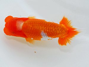 尾張優魚会&中部本部大会 取締一 安藤 寛 静岡 尾張優魚会&中部本部大会 取締一 安藤 寛 静岡