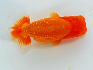 尾張優魚会&中部本部大会 取締二 中川元吉 磐田
尾張優魚会&中部本部大会 取締二 中川元吉 磐田