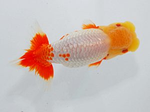 尾張優魚会&中部本部大会 東関脇 山田芳人 清須 尾張優魚会&中部本部大会 東関脇 山田芳人 清須