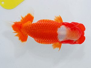 尾張優魚会&中部本部大会 西関脇 大河内正行 津 尾張優魚会&中部本部大会 西関脇 大河内正行 津