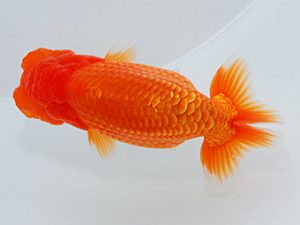 尾張優魚会&中部本部大会 東小結 鷲津暢彦 一宮 尾張優魚会&中部本部大会 東小結 鷲津暢彦 一宮