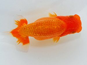 尾張優魚会&中部本部大会 西小結 伊藤弘之 大治 尾張優魚会&中部本部大会 西小結 伊藤弘之 大治