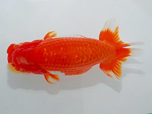 尾張優魚会&中部本部大会 東大関 森下勝司 常滑 尾張優魚会&中部本部大会 東大関 森下勝司 常滑