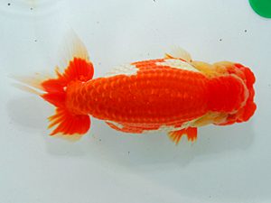 尾張優魚会&中部本部大会 勧進元一 小山徹志 山梨 尾張優魚会&中部本部大会 勧進元一 小山徹志 山梨