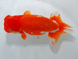 尾張優魚会&中部本部大会 勧進元二 茂木 彰 湖西 尾張優魚会&中部本部大会 勧進元二 茂木 彰 湖西