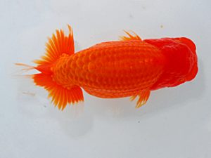 尾張優魚会&中部本部大会 行司一 寺越良市 小松 尾張優魚会&中部本部大会 行司一 寺越良市 小松